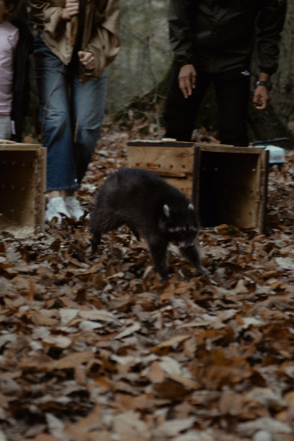 Лейла Алиева, Арзу Алиева и Алена Алиева приняли участие в экологических акциях в Лянкяране (ФОТО)