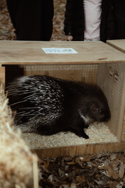 Лейла Алиева, Арзу Алиева и Алена Алиева приняли участие в экологических акциях в Лянкяране (ФОТО)