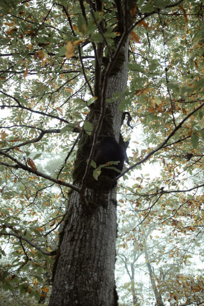 Лейла Алиева, Арзу Алиева и Алена Алиева приняли участие в экологических акциях в Лянкяране (ФОТО)