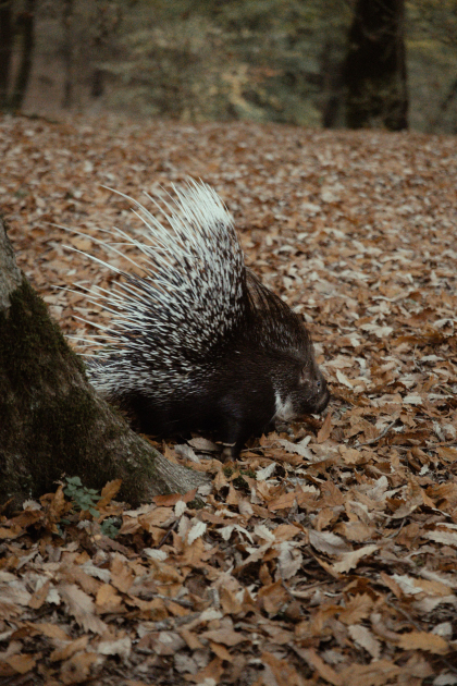Лейла Алиева, Арзу Алиева и Алена Алиева приняли участие в экологических акциях в Лянкяране (ФОТО)