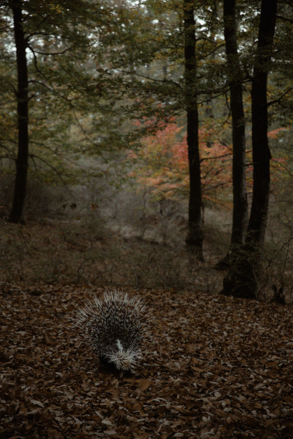 Лейла Алиева, Арзу Алиева и Алена Алиева приняли участие в экологических акциях в Лянкяране (ФОТО)