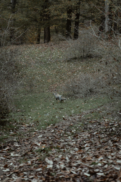 Лейла Алиева, Арзу Алиева и Алена Алиева приняли участие в экологических акциях в Лянкяране (ФОТО)