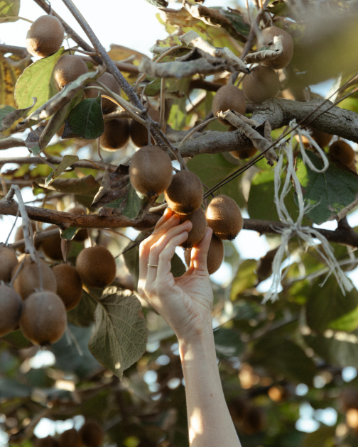 Лейла Алиева, Арзу Алиева и Алена Алиева посетили фермерское хозяйство в Лянкяране (ФОТО)