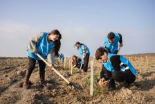 IDEA организовала очередные акции по посадке деревьев в Хачмазе и Шабране (ФОТО)