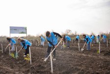 IDEA организовала очередные акции по посадке деревьев в Хачмазе и Шабране (ФОТО)