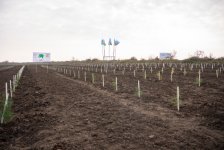 IDEA организовала очередные акции по посадке деревьев в Хачмазе и Шабране (ФОТО)