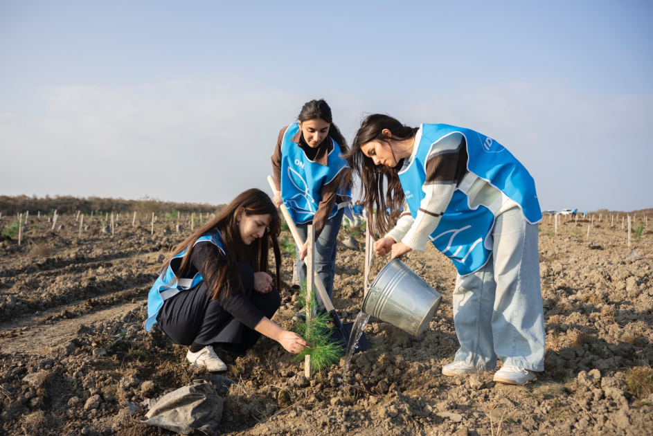 IDEA организовала очередные акции по посадке деревьев в Хачмазе и Шабране (ФОТО)