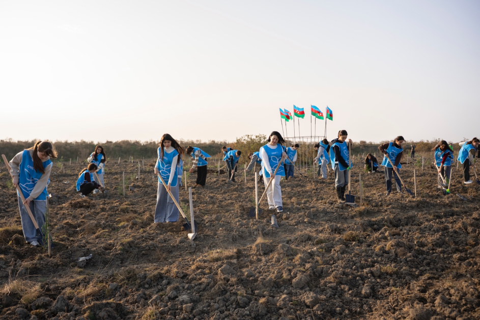 IDEA организовала очередные акции по посадке деревьев в Хачмазе и Шабране (ФОТО)