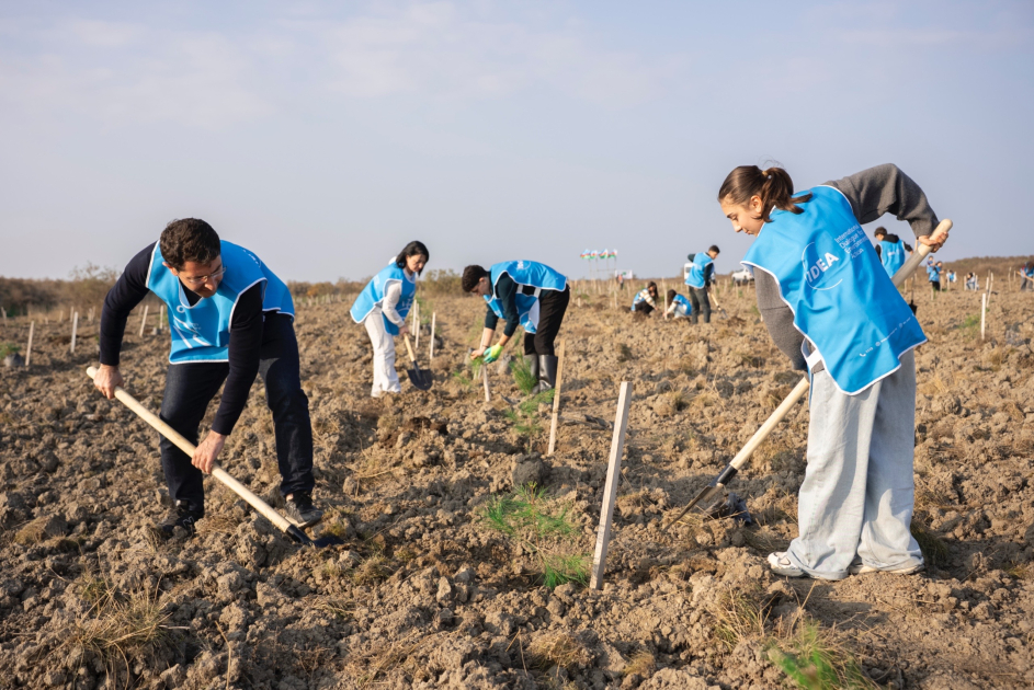 IDEA организовала очередные акции по посадке деревьев в Хачмазе и Шабране (ФОТО)