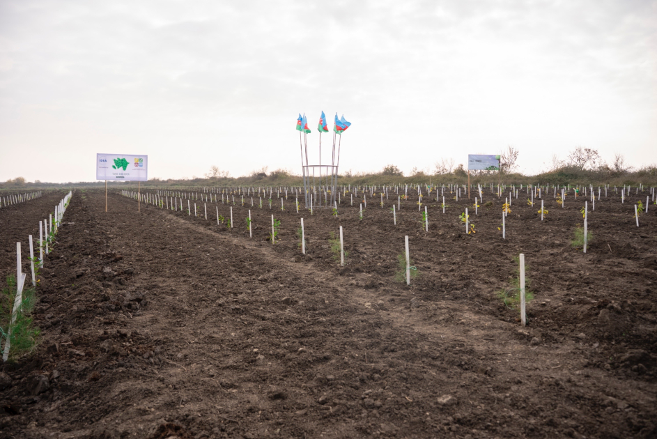 IDEA организовала очередные акции по посадке деревьев в Хачмазе и Шабране (ФОТО)