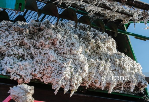 Азербайджан увеличил экспорт и импорт хлопка