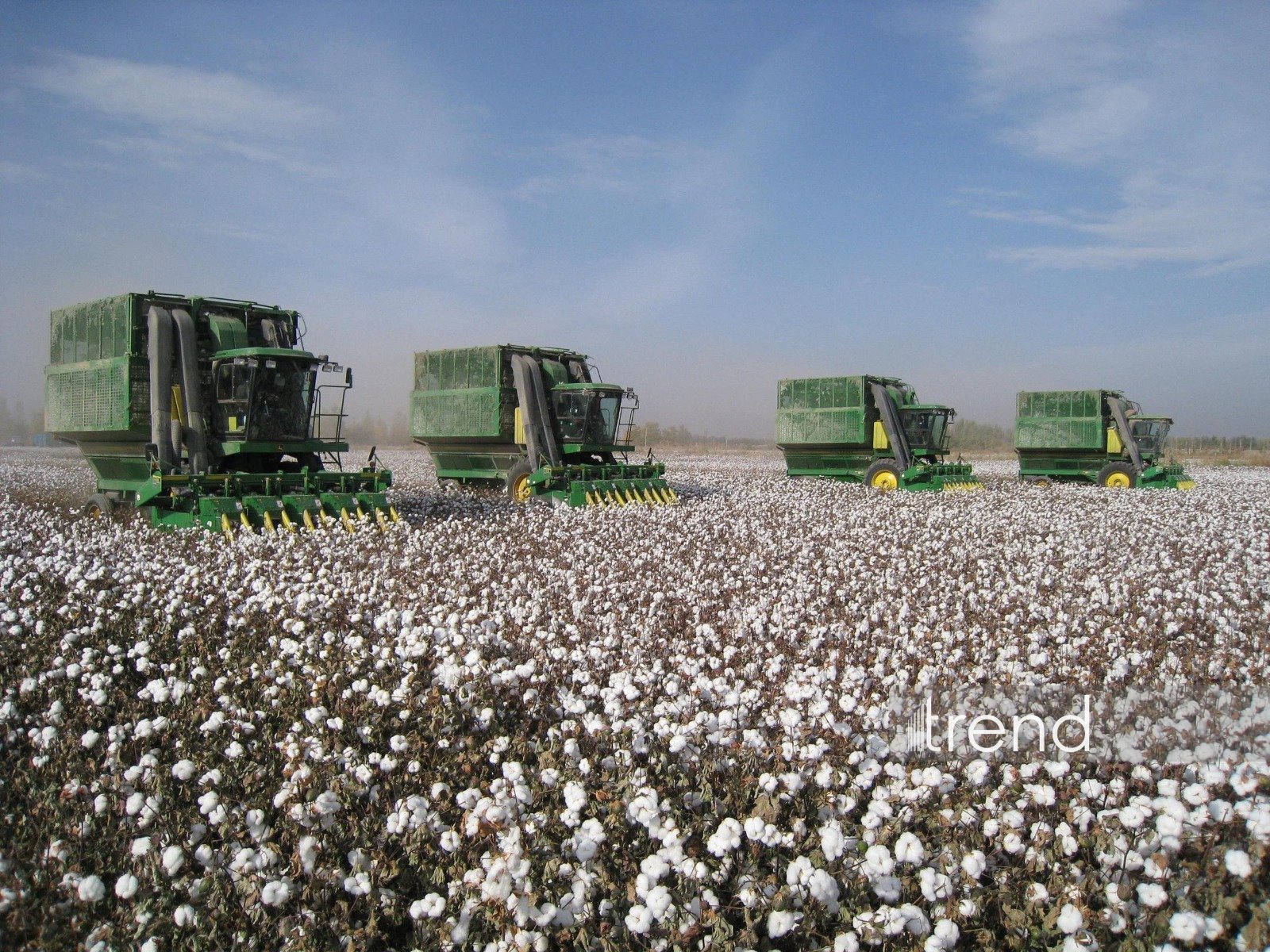 В Азербайджане зафиксирован самый высокий показатель урожайности хлопка с 2000 года