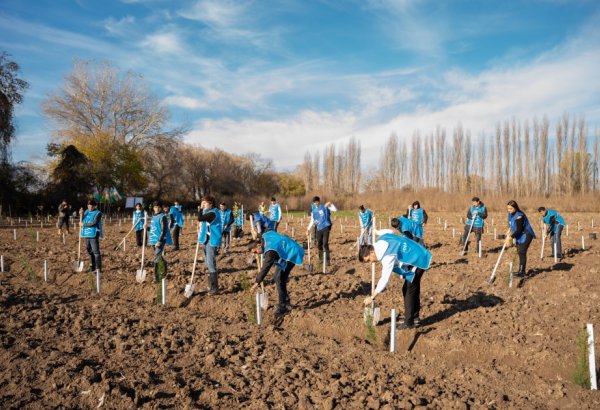 IDEA организовала массовые кампании по посадке деревьев в Сабирабадском и Джалилабадском районах (ФОТО)