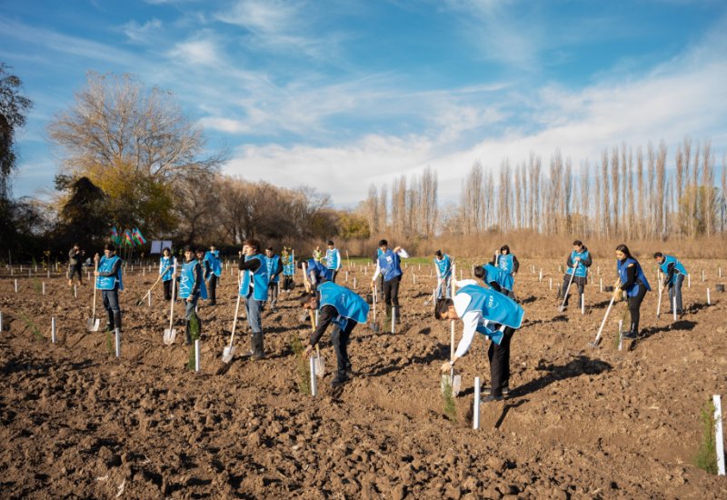 IDEA организовала массовые кампании по посадке деревьев в Сабирабадском и Джалилабадском районах (ФОТО)