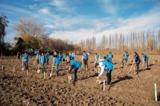 IDEA организовала массовые кампании по посадке деревьев в Сабирабадском и Джалилабадском районах (ФОТО)