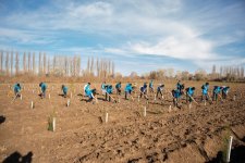 IDEA организовала массовые кампании по посадке деревьев в Сабирабадском и Джалилабадском районах (ФОТО)