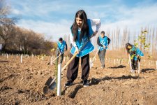 IDEA организовала массовые кампании по посадке деревьев в Сабирабадском и Джалилабадском районах (ФОТО)