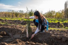 IDEA организовала массовые кампании по посадке деревьев в Сабирабадском и Джалилабадском районах (ФОТО)