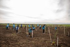 IDEA организовала массовые кампании по посадке деревьев в Сабирабадском и Джалилабадском районах (ФОТО)