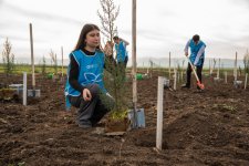 IDEA организовала массовые кампании по посадке деревьев в Сабирабадском и Джалилабадском районах (ФОТО)