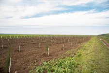 IDEA организовала массовые кампании по посадке деревьев в Сабирабадском и Джалилабадском районах (ФОТО)