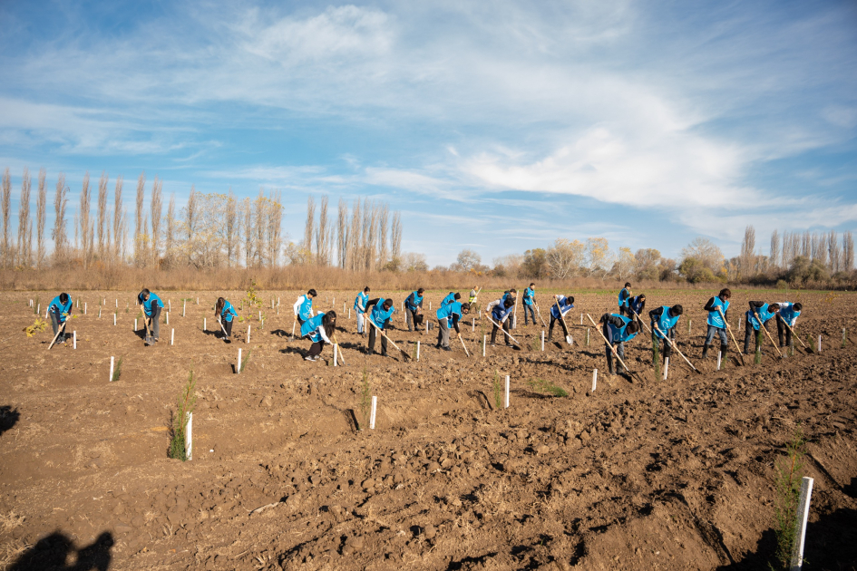 IDEA организовала массовые кампании по посадке деревьев в Сабирабадском и Джалилабадском районах (ФОТО)
