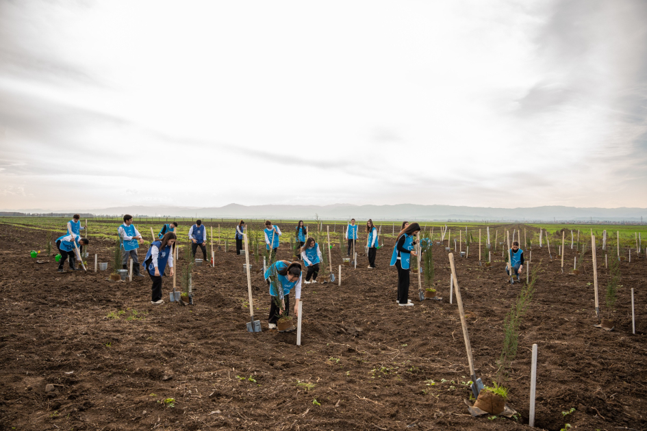 IDEA организовала массовые кампании по посадке деревьев в Сабирабадском и Джалилабадском районах (ФОТО)