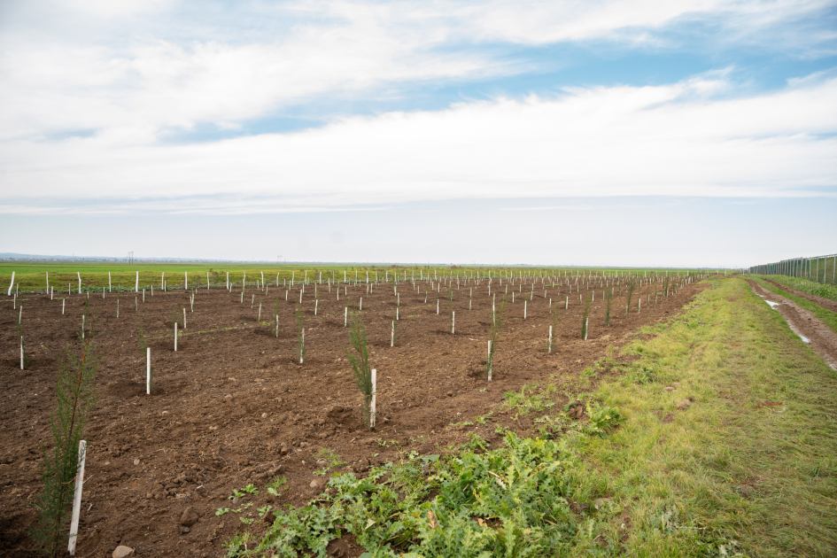 IDEA организовала массовые кампании по посадке деревьев в Сабирабадском и Джалилабадском районах (ФОТО)