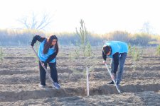 IDEA организовала массовые акции по посадке деревьев в Барде и Бейлягане (ФОТО)