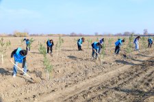 IDEA организовала массовые акции по посадке деревьев в Барде и Бейлягане (ФОТО)