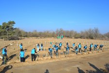 IDEA организовала массовые акции по посадке деревьев в Барде и Бейлягане (ФОТО)