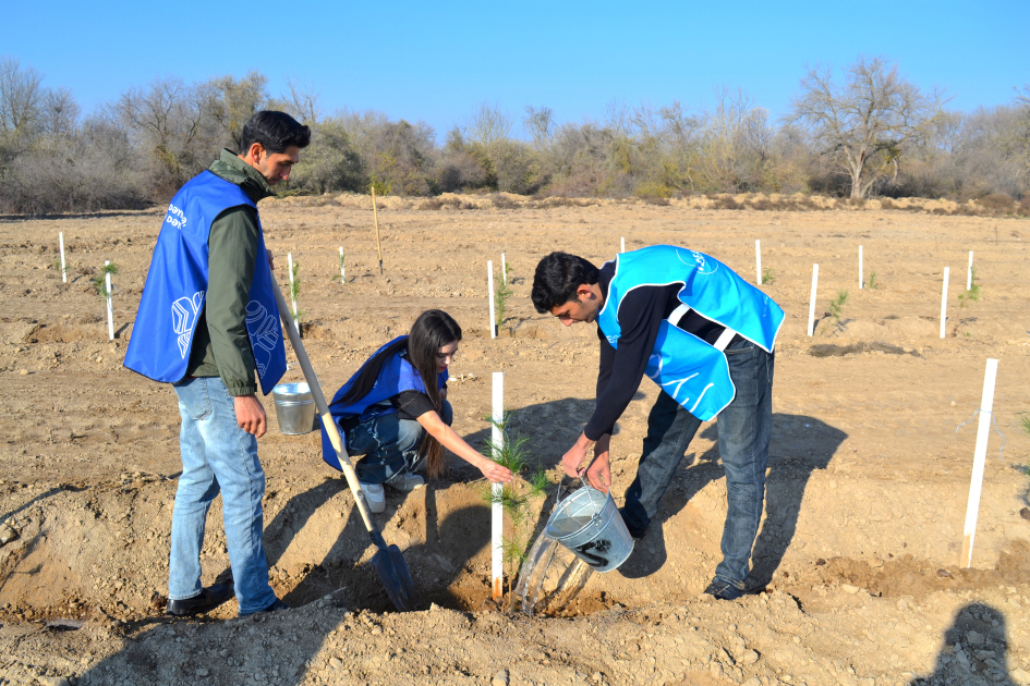 IDEA организовала массовые акции по посадке деревьев в Барде и Бейлягане (ФОТО)