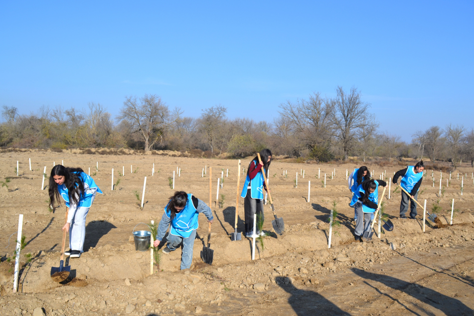 IDEA организовала массовые акции по посадке деревьев в Барде и Бейлягане (ФОТО)