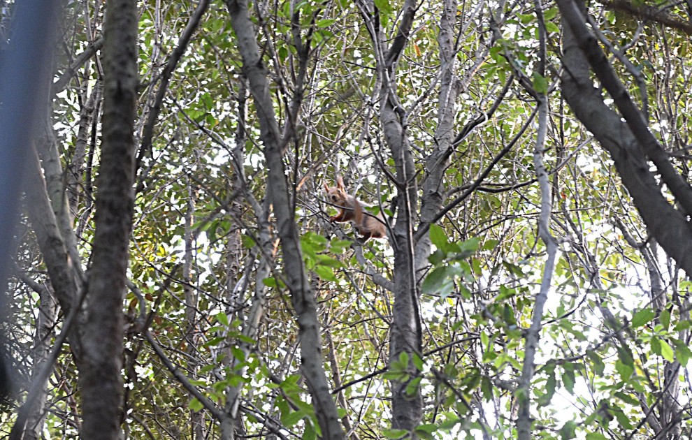 Вице-президент Фонда Гейдара Алиева Лейла Алиева приняла участие в мероприятии, организованном для детей в Центральном ботаническом саду (ФОТО)