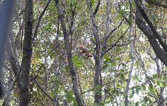 Вице-президент Фонда Гейдара Алиева Лейла Алиева приняла участие в мероприятии, организованном для детей в Центральном ботаническом саду (ФОТО)