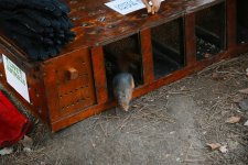 Вице-президент Фонда Гейдара Алиева Лейла Алиева приняла участие в мероприятии, организованном для детей в Центральном ботаническом саду (ФОТО)