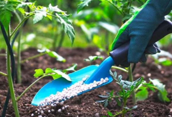 Стали известны данные по азербайджанскому экспорту удобрений