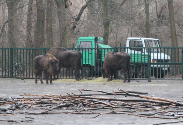 Из Германии в Азербайджан отправлены 18 зубров (ФОТО)