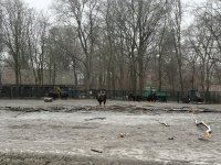 Из Германии в Азербайджан отправлены 18 зубров (ФОТО)