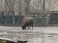 Из Германии в Азербайджан отправлены 18 зубров (ФОТО)
