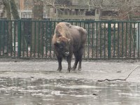 Из Германии в Азербайджан отправлены 18 зубров (ФОТО)