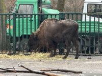 Из Германии в Азербайджан отправлены 18 зубров (ФОТО)
