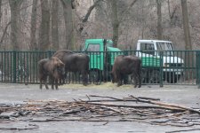 Из Германии в Азербайджан отправлены 18 зубров (ФОТО)