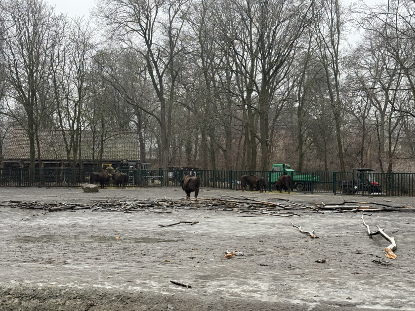 Из Германии в Азербайджан отправлены 18 зубров (ФОТО)