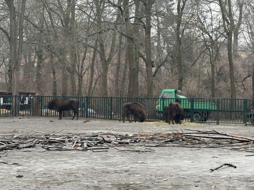 Из Германии в Азербайджан отправлены 18 зубров (ФОТО)