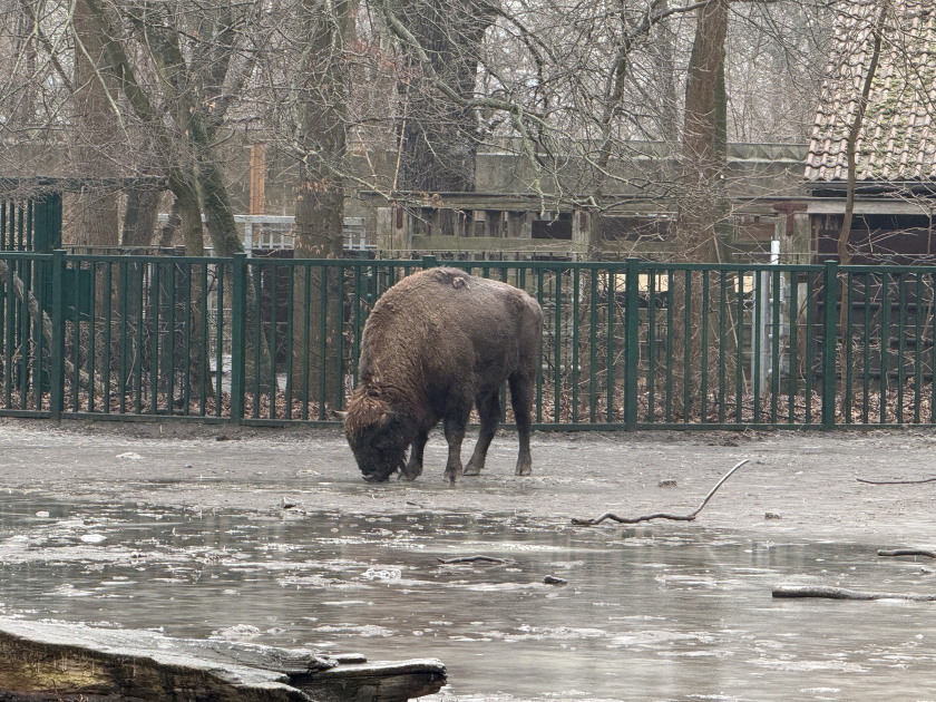 Из Германии в Азербайджан отправлены 18 зубров (ФОТО)