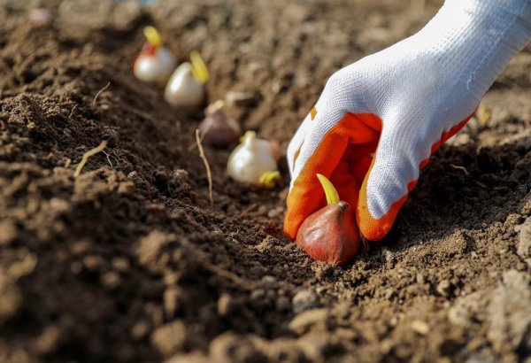 Более 80 тысяч анемонов украсят Бакинский бульвар (ФОТО)