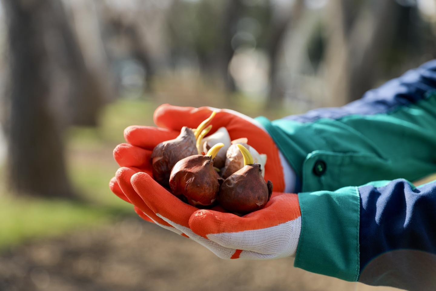Более 80 тысяч анемонов украсят Бакинский бульвар (ФОТО)