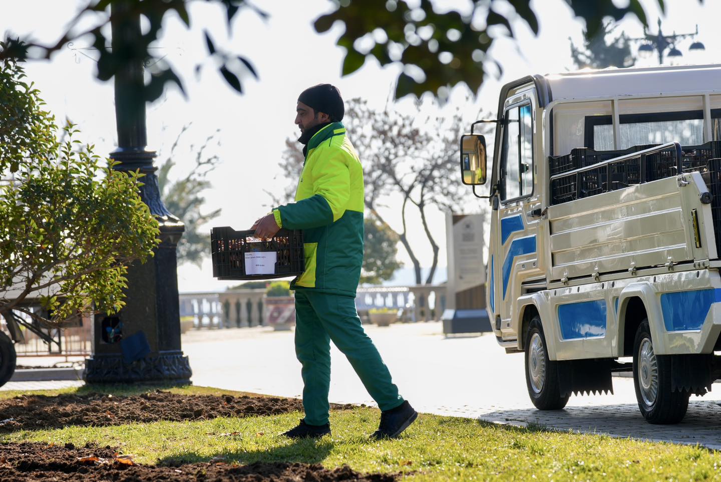 Более 80 тысяч анемонов украсят Бакинский бульвар (ФОТО)