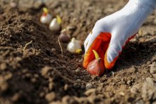 Более 80 тысяч анемонов украсят Бакинский бульвар (ФОТО)